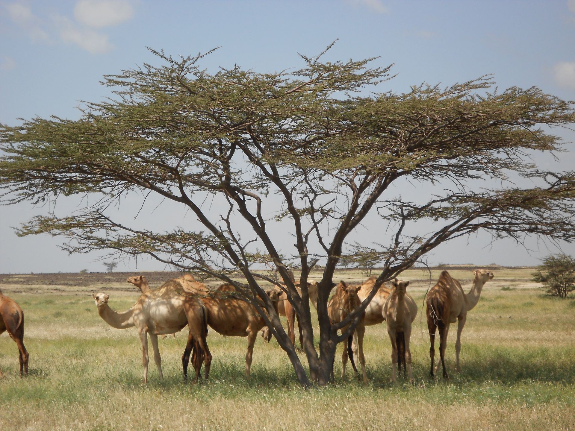 Camels remain central to pastoral livelihood systems across Northern Kenya's rangelands.