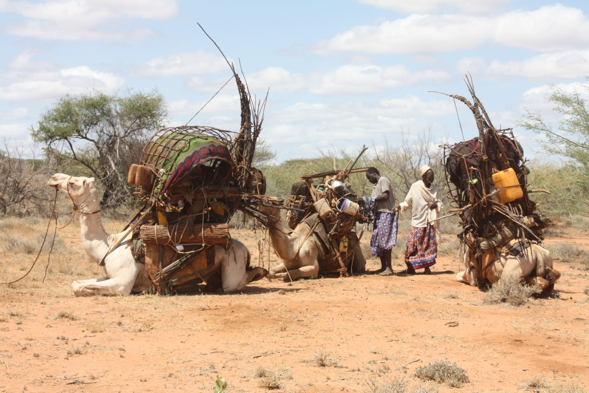 Camel caravan carrying homestead belongings across the rangelands