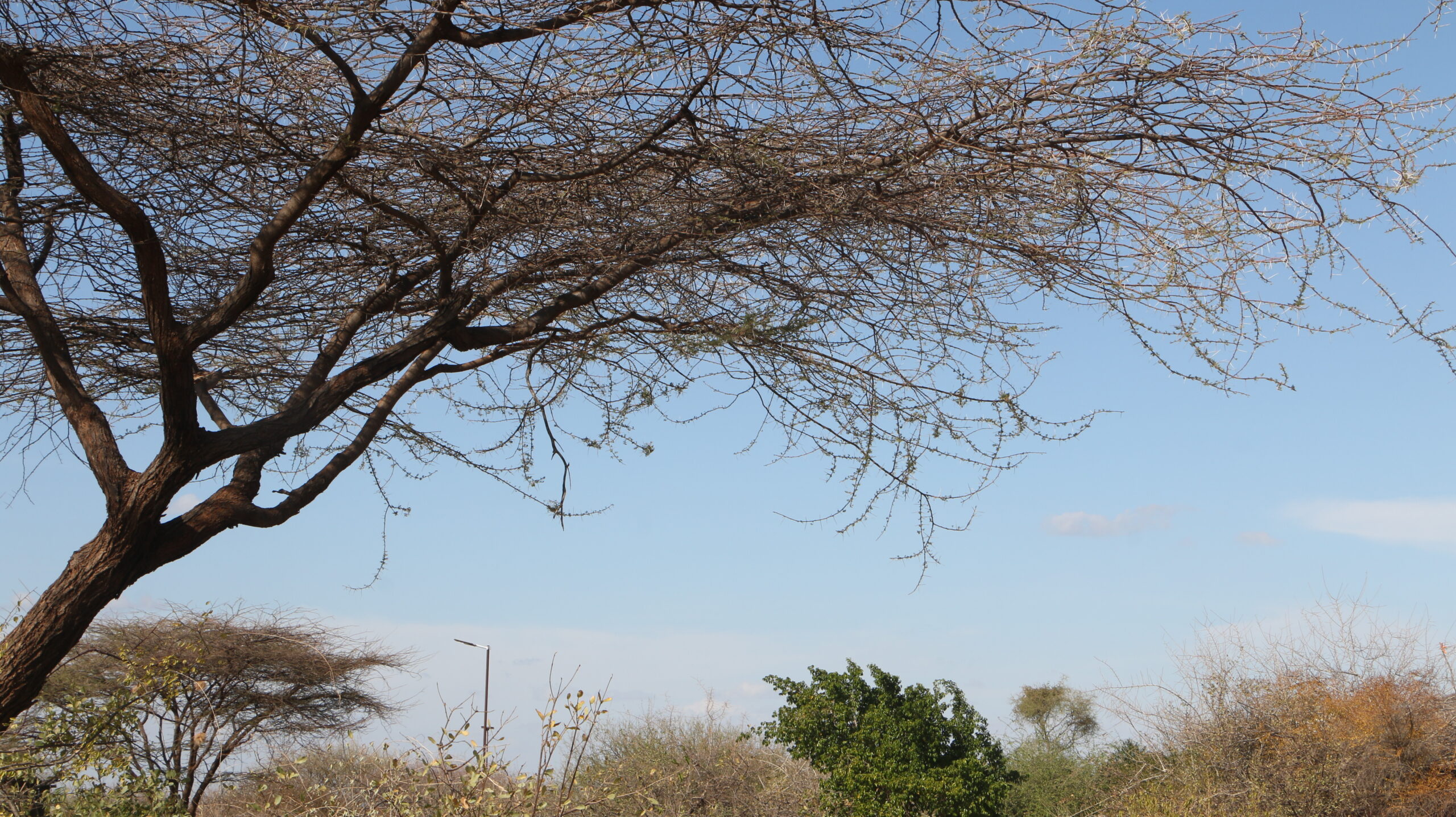 Acacia Tree