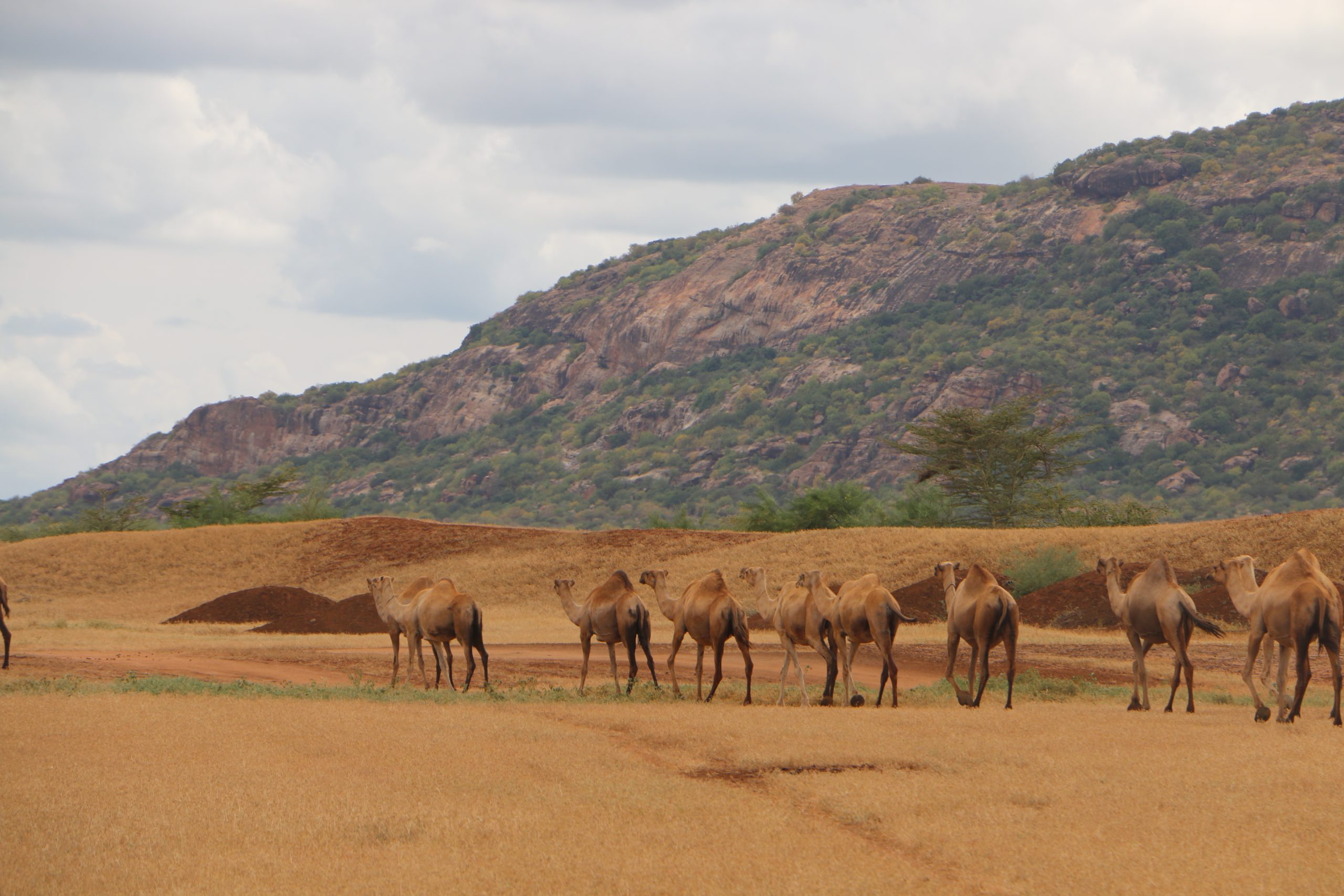 Camels Scaled